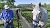 Ex-Derby winner Silver Charm lives a life of leisure and Old Friends at Kentucky retirement farm