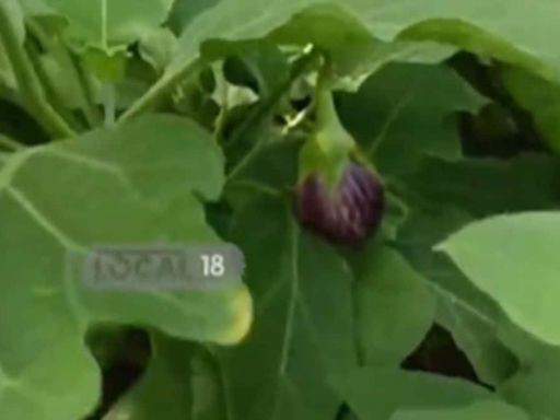 Telangana Farmer Switches From Growing Rice To Vegetables. Now Earns Rs 50,000 Monthly - News18