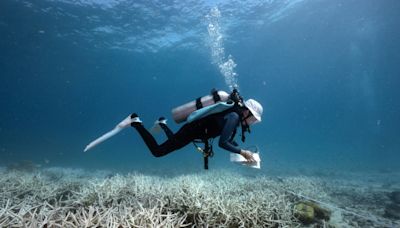 Divers turn conservationists as corals bleach worldwide