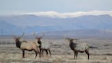 Yakamas to have 1st ceremonial elk hunt on Rattlesnake Mtn. in Eastern WA in 80 years