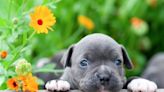 American Bully Puppies: Cute Pictures and Facts