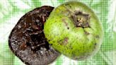 Black Sapote: The Unusual Fruit That Resembles Chocolate Pudding