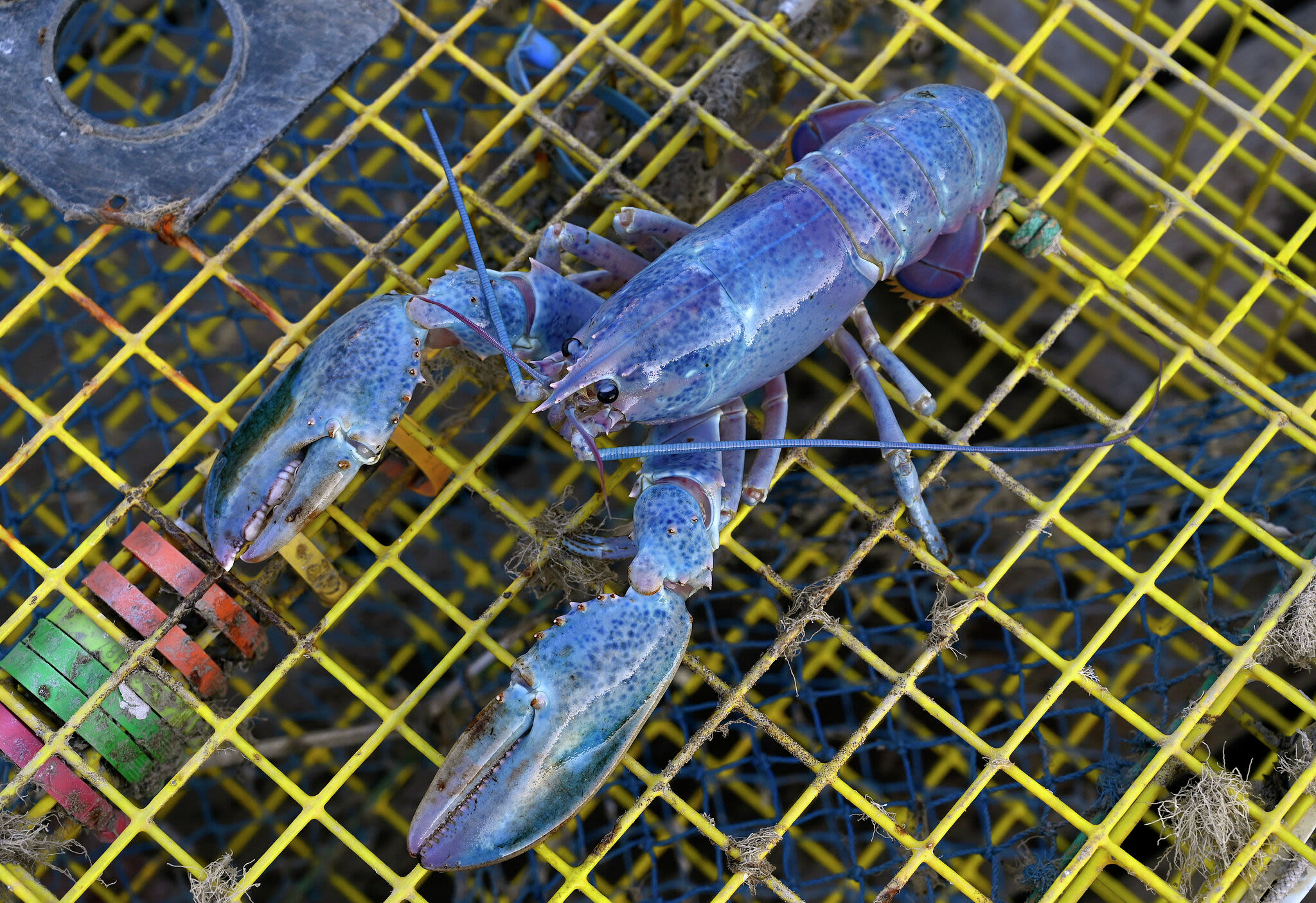 'Cotton candy' lobster experts estimate as '1-in-100-million' caught in New England waters