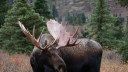 Two Men Poached a Moose in Denali National Park, Then Abandoned the Meat Because They Were Scared of Bears