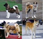 Akita (dog breed)