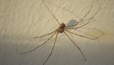 Esta es la araña que debes cuidar si la ves en tu casa ya que es la depredadora natural de la violinista