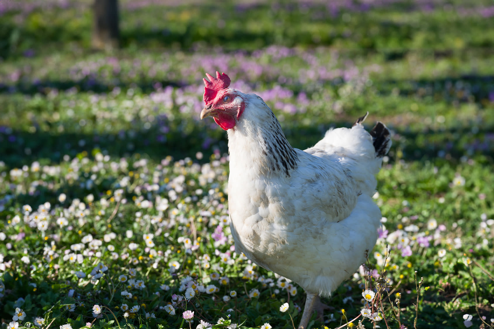 With all this bird flu around, how safe are eggs, chicken or milk?