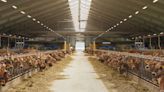 Denmark to bring in world’s first tax on livestock emissions