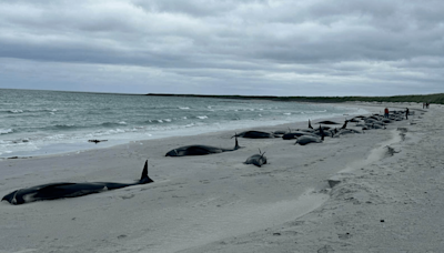 More than 70 whales wash up on Scots beach in 'biggest mass stranding in years'