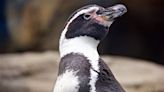 San Diego Zoo's Response to Treat Penguin's Foot Condition Is Warming Hearts