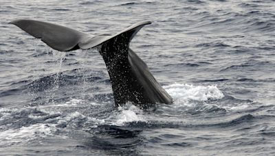 Might we soon understand sperm whale speak? | The Excerpt