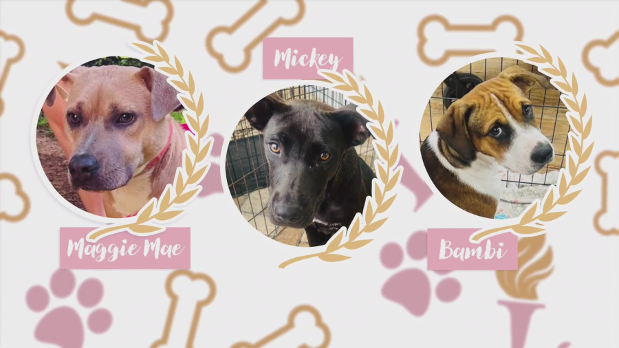 Pups for Paris: Maggie Mae, Mickey and Bambi