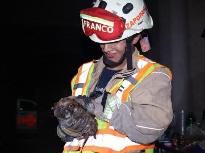 Zapopan: Bomberos rescatan a cachorro de una coladera