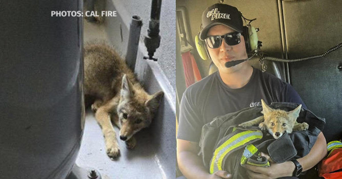 Coyote pup rescued by San Mateo County fire crew dies of dehydration