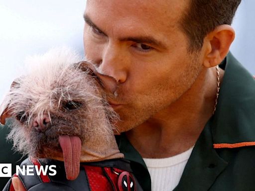 Britain's ugliest dog joins Deadpool & Wolverine stars on red carpet