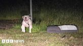 Police seize XL bully found tied to road sign in Nottinghamshire