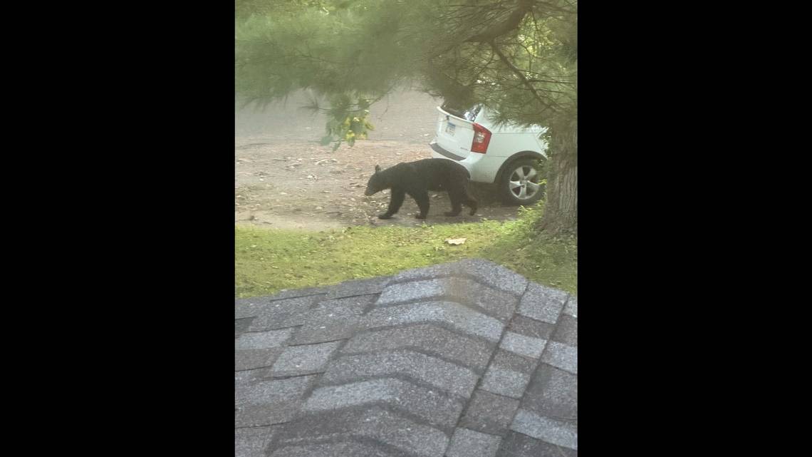 Belleville residents report more bear sightings. Where is he headed next?