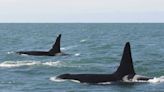 Spain warns small-boat crews of reported orca attack