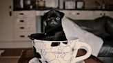 Teacup Dogs and Puppies: Everything You Should Know