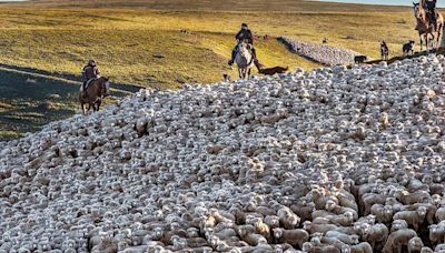 El grupo Benetton pasará a controlar el 70% de la producción de carne ovina en la Patagonia | Economía