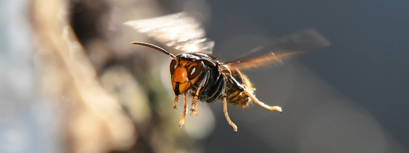 The hornet has landed: Scientists combat new honeybee killer in US