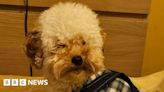 Families speak of devastation amid rise of dog attacks