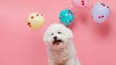Bichon Frise Puppies: Cute Pictures and Facts