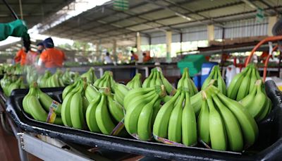 Arancel cero para banano en Corea del Sur impulsa que exportaciones de Ecuador se tripliquen en 2024