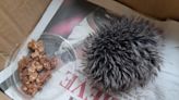 Rescued ‘baby hedgehog’ turns out to be hat bobble