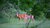 Blue Hills Reservation deer hunt starts on Monday, only archers permitted