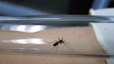México acumula 23 mil 856 casos confirmados de dengue y 49 defunciones: Salud | El Universal