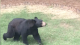 Bear pictured in Charlotte neighborhood prompts alert. ‘All neighbors, be aware.’