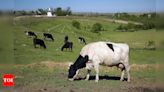 $100 per cow: Why Denmark is imposing tax on livestock farts - Times of India