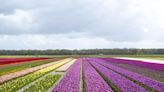 Los tulipanes de Países Bajos, amenazados por el cambio climático y el Brexit