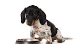 Spoiled Mini Dachshund Eats a Better Breakfast Than Most Humans