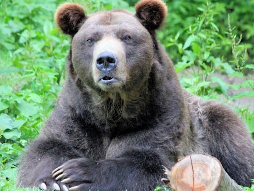 Man, 72, kills grizzly bear in self-defence after being attacked in Montana