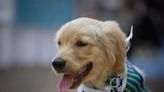 Bill Creates Protocols For Animals In Divorce Cases | News Radio 920 AM & 104.7 FM