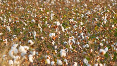 Textile Mill Kay & Emms Launches Organic Cotton Initiative in Pakistan