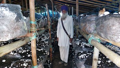 Mushrooming in semi-hilly Hoshiarpur, success story of a ‘transplanted’ farmer