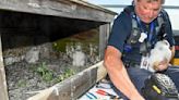 3 falcon chicks hatch atop the Verrazzano-Narrows Bridge in New York City