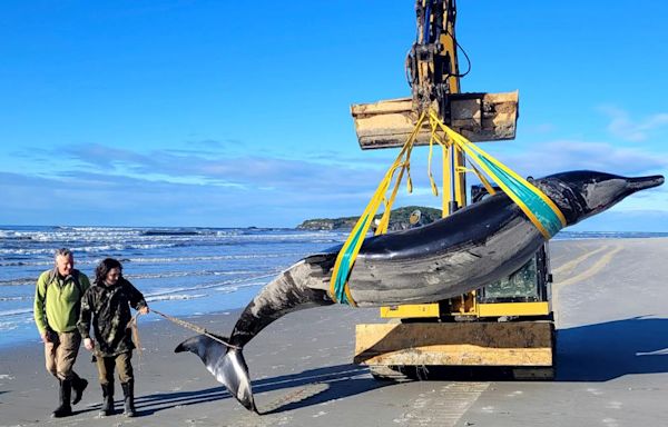 World’s rarest whale may have washed up on New Zealand beach, possibly shedding clues on species