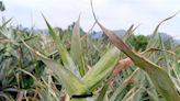 社頭山腳鳳梨進入盛產期 口感與外形2大特色好新奇 - 寶島