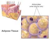 Adipocyte