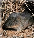 Prairie vole