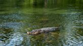 Watch Alligators Swimming in Backyards as Tropical Storm Debby Moves In