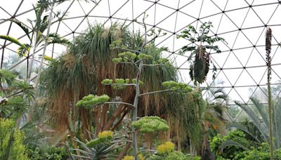 There's still (a little) time to see the agave death bloom in Des Moines