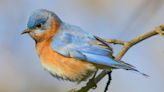 National Audubon Society Announces New Federal Energy Regulatory Commission (FERC) Transmission Rule Will Help...