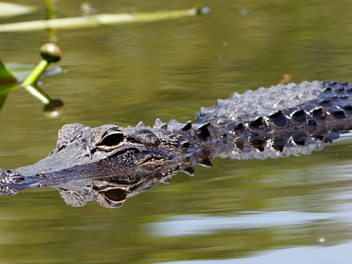 Alligator spotted in Bonne Terre Lake, authorities confirm