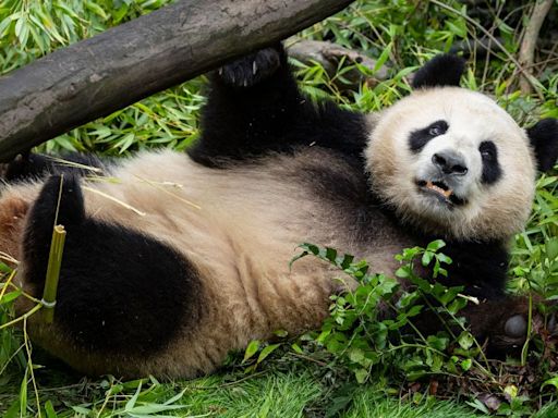 San Diego Zoo shares first look at new giant pandas following their arrival in US