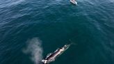 Volvieron las ballenas más grandes del mundo a Santa Cruz: dónde conocer a estas gigantes - Diario Río Negro